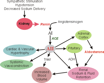 Formation and effects of Angiotensin II 